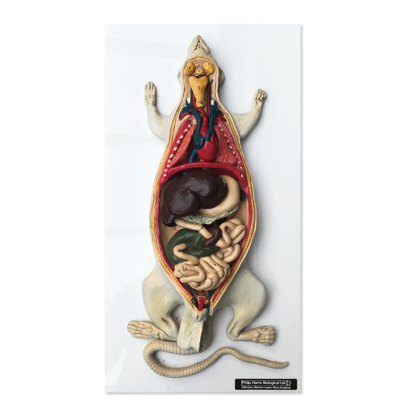 Vintage Rat Anatomy Model
