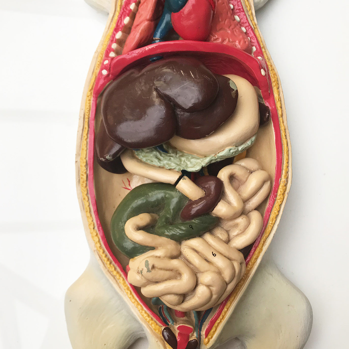 Wonderful vintage rat anatomy model made by Philip Harris Biological Ltd of England - SHOP NOW - www.intovinatage.co.uk