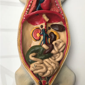 Wonderful vintage rat anatomy model made by Philip Harris Biological Ltd of England - SHOP NOW - www.intovinatage.co.uk