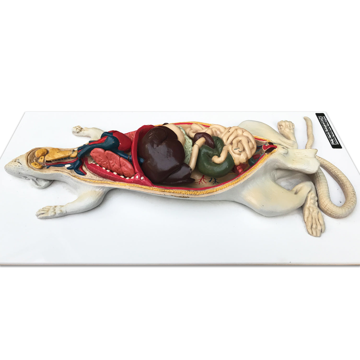 Wonderful vintage rat anatomy model made by Philip Harris Biological Ltd of England - SHOP NOW - www.intovinatage.co.uk