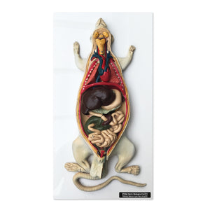 Vintage Rat Anatomy Model