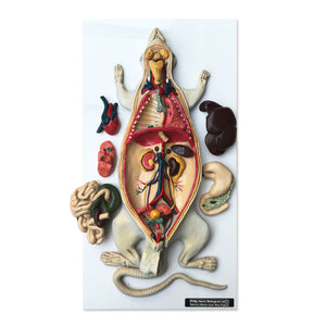 Wonderful vintage rat anatomy model made by Philip Harris Biological Ltd of England - SHOP NOW - www.intovinatage.co.uk