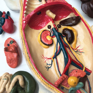 Wonderful vintage rat anatomy model made by Philip Harris Biological Ltd of England - SHOP NOW - www.intovinatage.co.uk