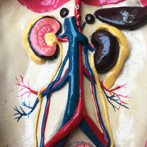 Wonderful vintage rat anatomy model made by Philip Harris Biological Ltd of England - SHOP NOW - www.intovinatage.co.uk