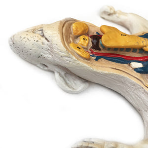 Wonderful vintage rat anatomy model made by Philip Harris Biological Ltd of England - SHOP NOW - www.intovinatage.co.uk