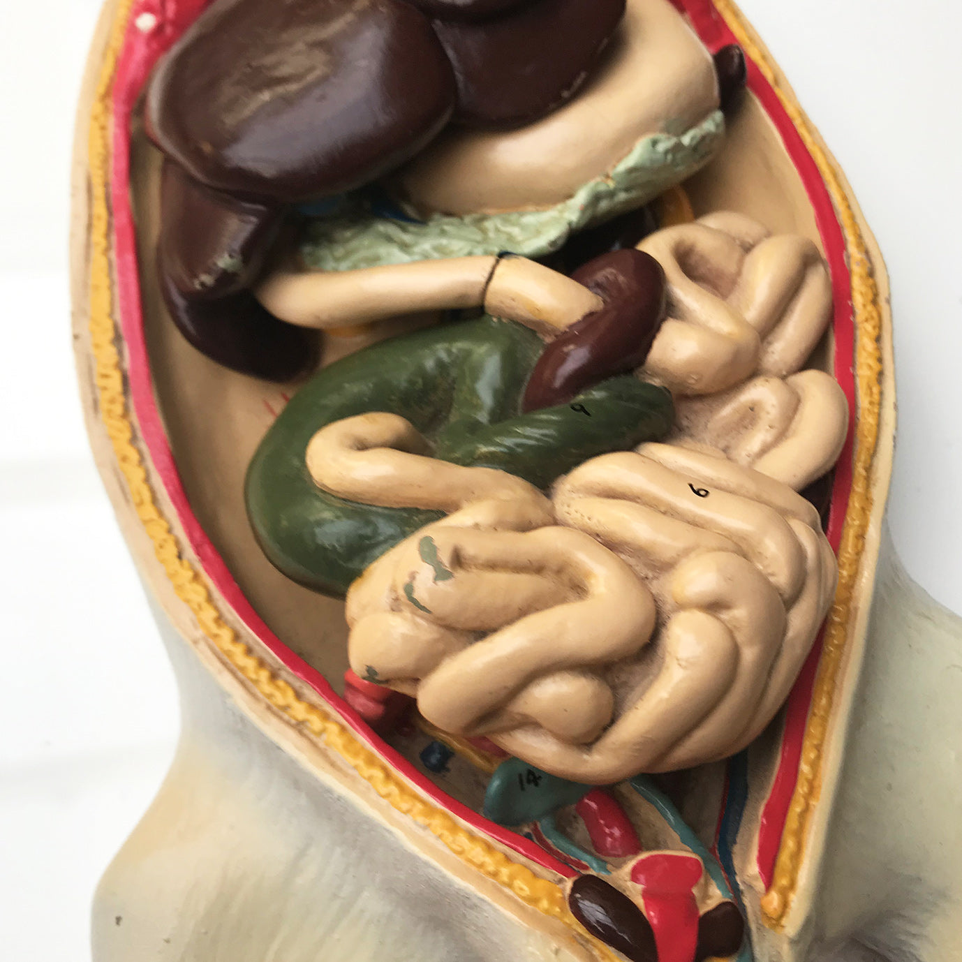 Wonderful vintage rat anatomy model made by Philip Harris Biological Ltd of England - SHOP NOW - www.intovinatage.co.uk