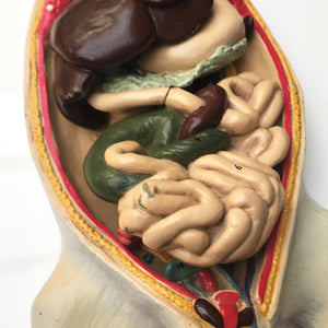 Wonderful vintage rat anatomy model made by Philip Harris Biological Ltd of England - SHOP NOW - www.intovinatage.co.uk