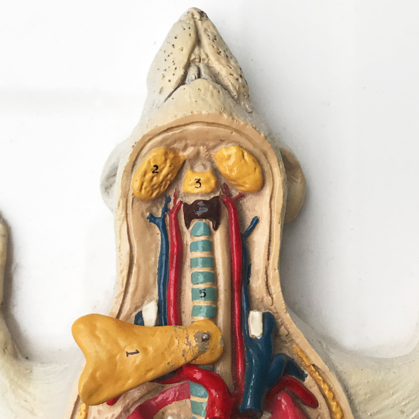 Wonderful vintage rat anatomy model made by Philip Harris Biological Ltd of England - SHOP NOW - www.intovinatage.co.uk