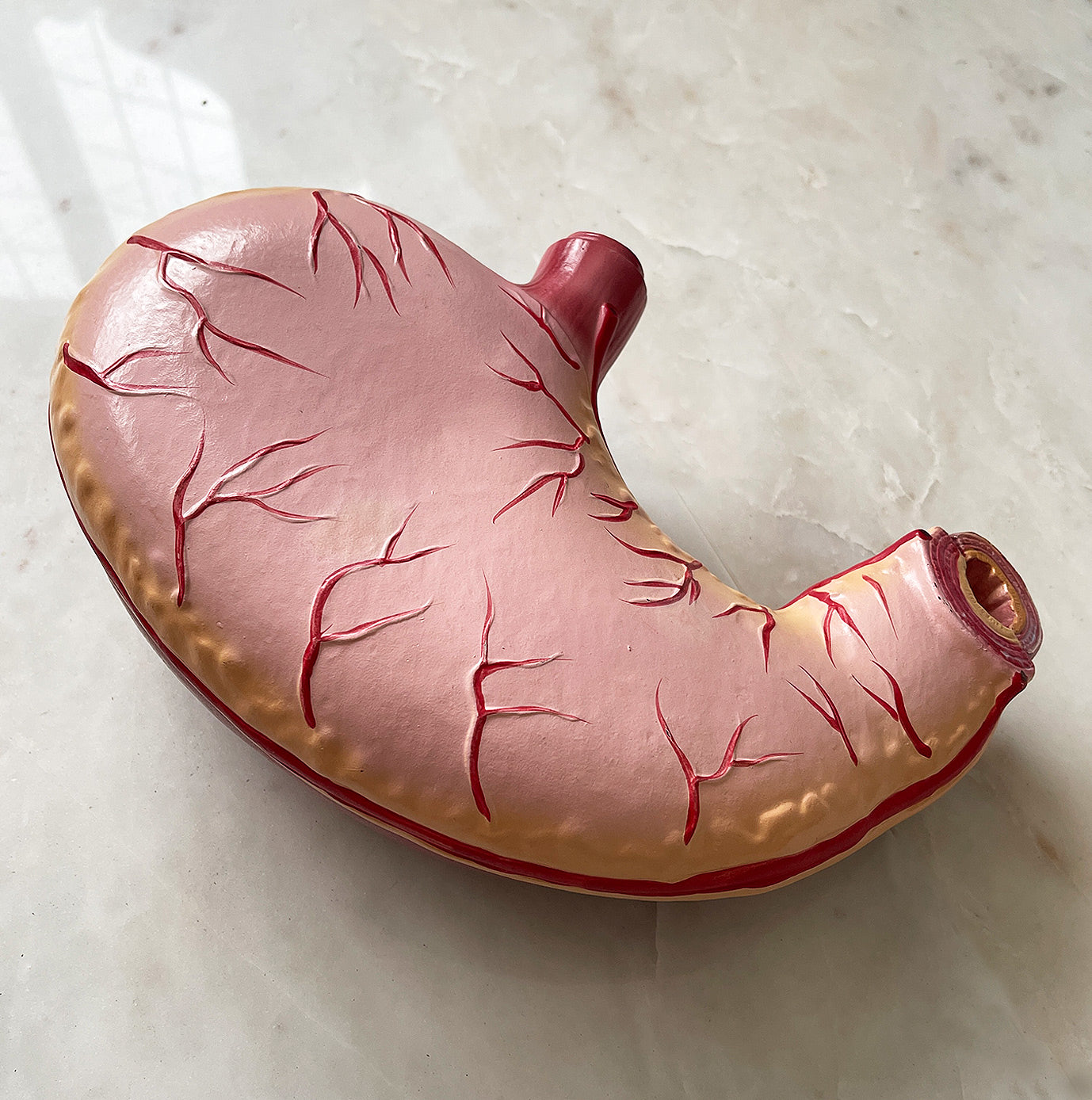 An Anatomical Stomach Teaching Aid. It has two halves which attach together with metal pins. This would have been used as a teaching aid for doctors and surgeons - SHOP NOW - www.intovintage.co.uk