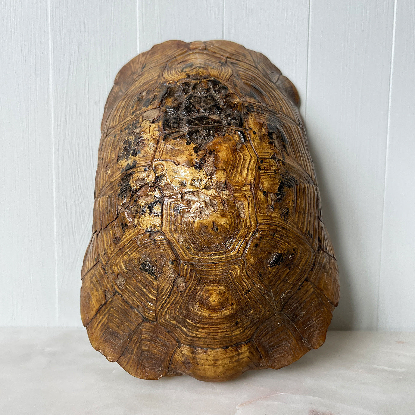 Tortoise Shell Display Tortoise Shell - www.intovintage.co.uk – Intovintage.co.uk