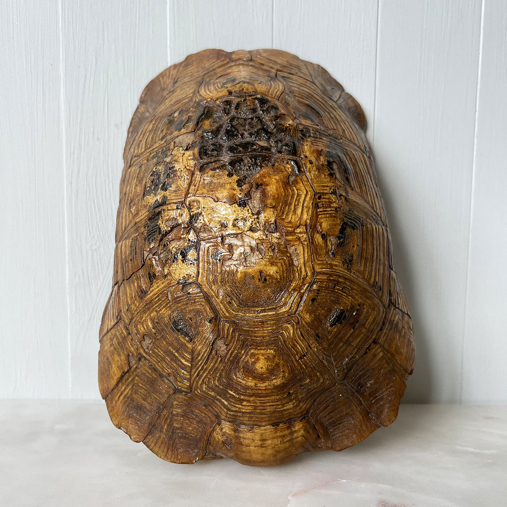Old Tortoise Shell minus the Tortoise. A nice natural history display item. There are two drilled holes to the sides - SHOP NOW - www.intovintage.co.uk