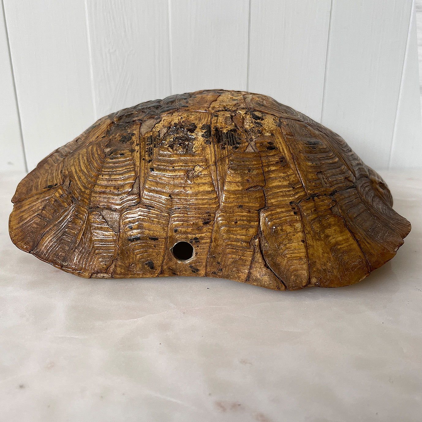Tortoise Shell Display Tortoise Shell - www.intovintage.co.uk – Intovintage.co.uk